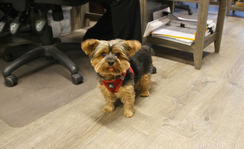 Bella, the F&P Business Center office dog